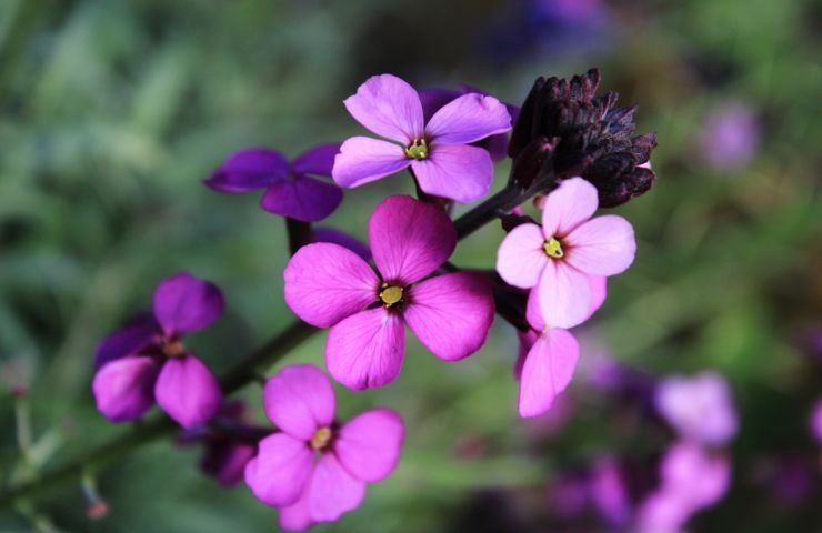 coltivazione fiori varietà viola