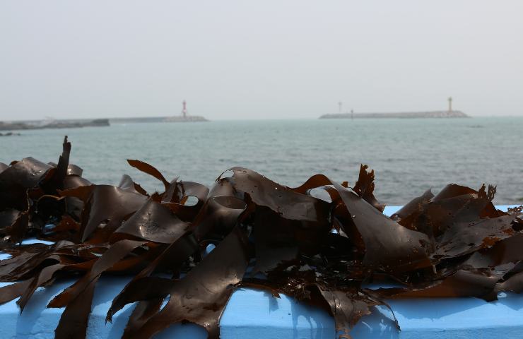 Alghe Kelp nuova scoperta