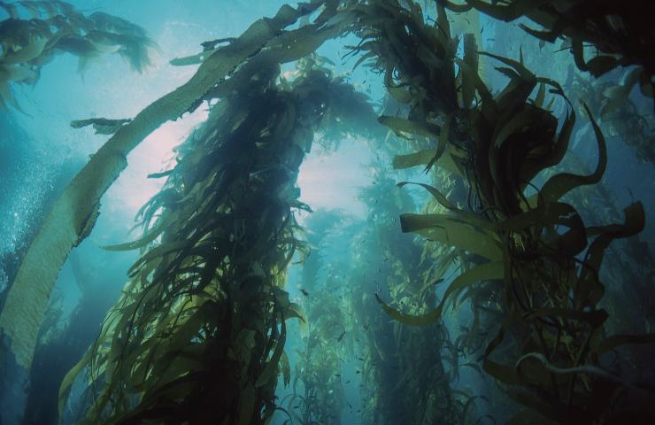 Alghe marine sostenibilità