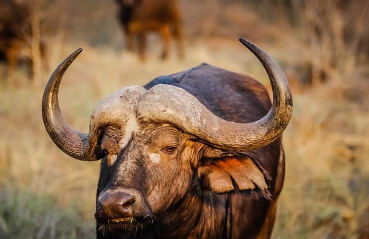 bufala: il modo di dire legato a questo animale 