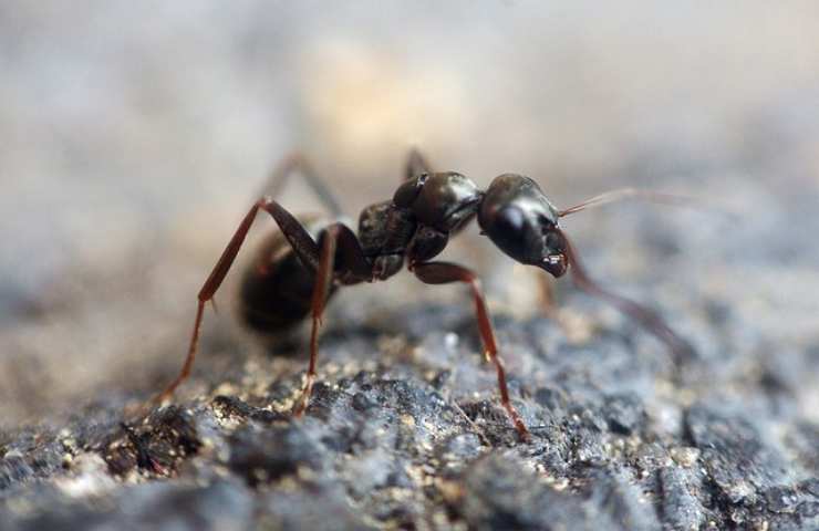 formiche incubo casa qualche trucco poterle tenere alla larga