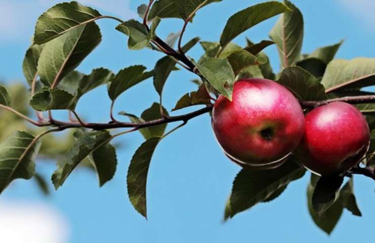 prendere frutta albero orto è reato risposta non tutti conoscono