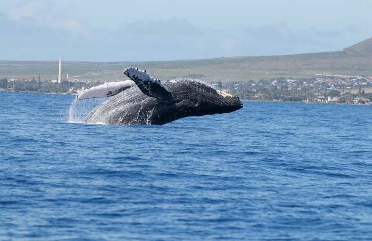 Balene maschi non cantano più