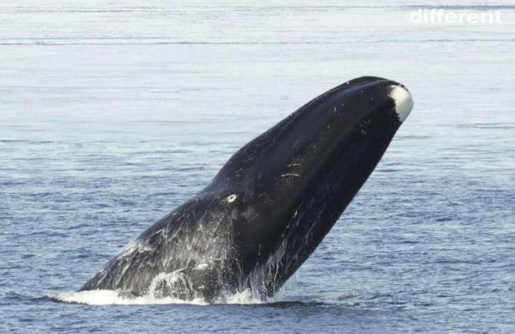 balene Groenlandia cambio abitudini migratorie