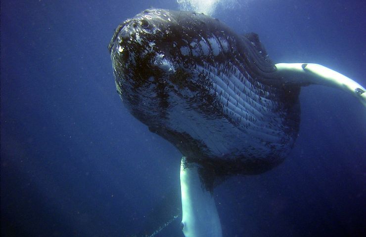 Balene maschi non cantano più per corteggiare 
