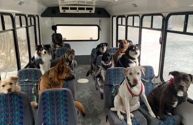 bus cani Alaska