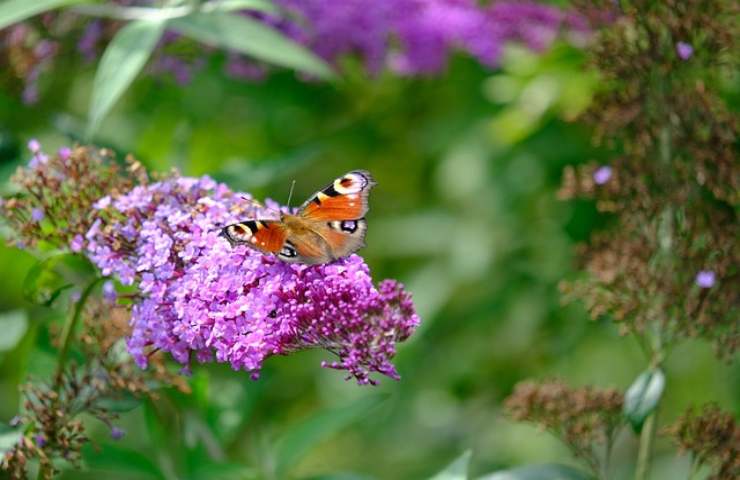 vuoi attirare farfalle tuo giardinocoltiva bubuddleia non te ne pentirai