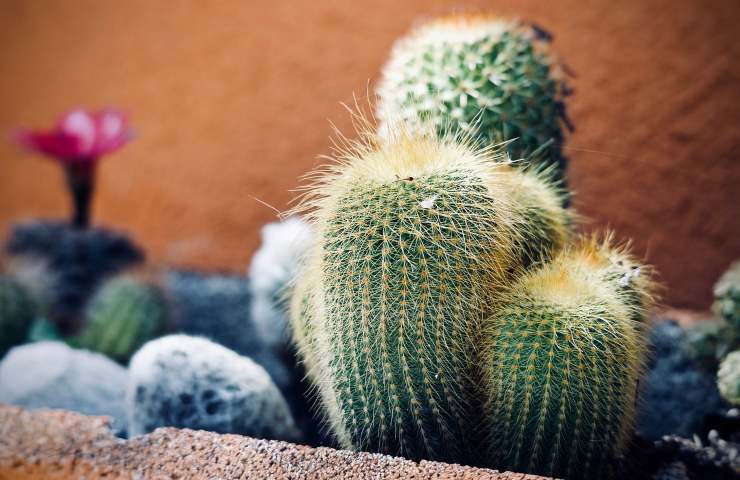 Piante grasse cactus