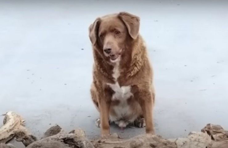 record mondiale cane