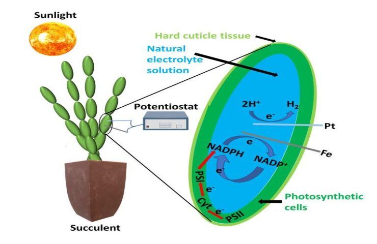 celle solari organiche fotosintesi 
