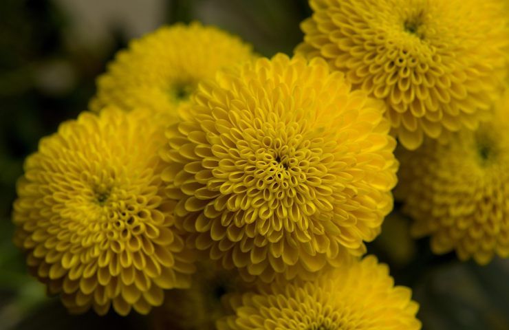 Crisantemo giallo fiore