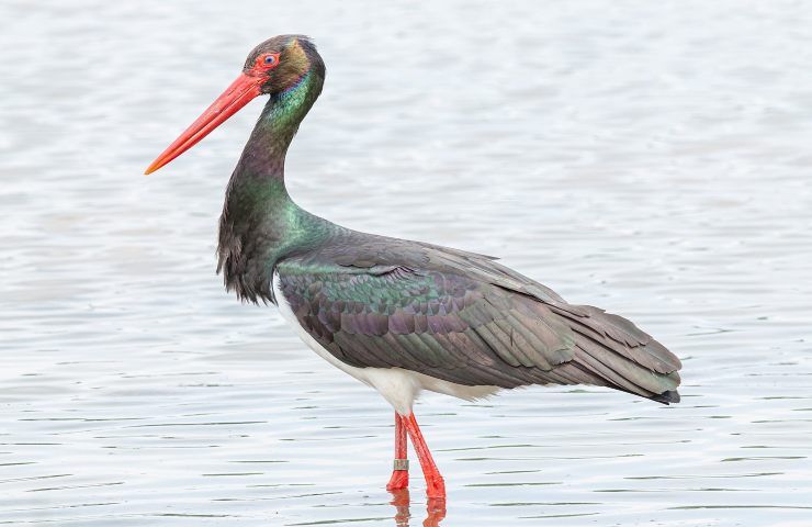 loro numero sud italia sembra aumentare tutelata cicogna nera