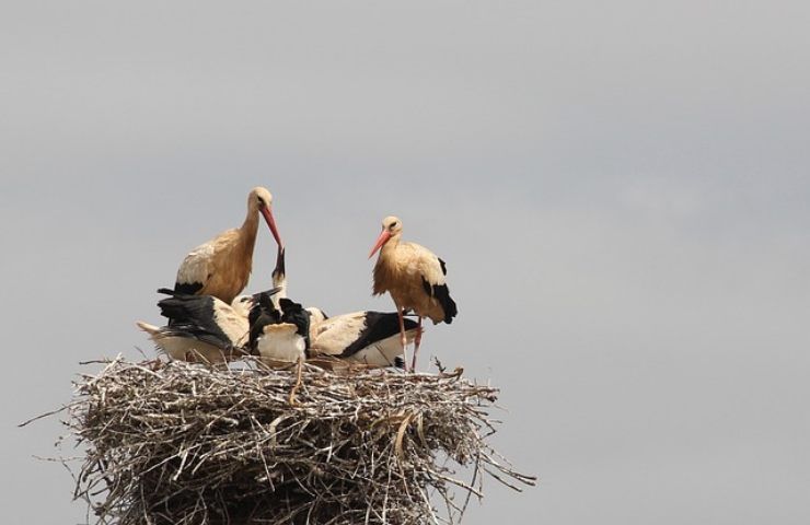 loro numero sud italia sembra aumentare tutelata cicogna nera