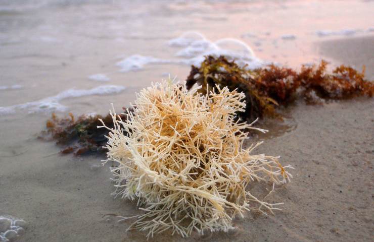 Corallo sequestra CO2