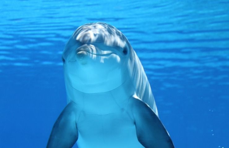 Ultrasuoni onde delfino