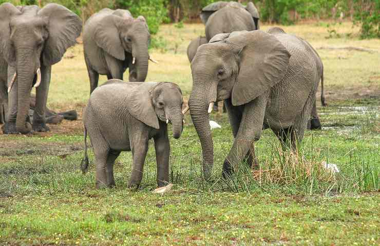 Elefanti bracconieri