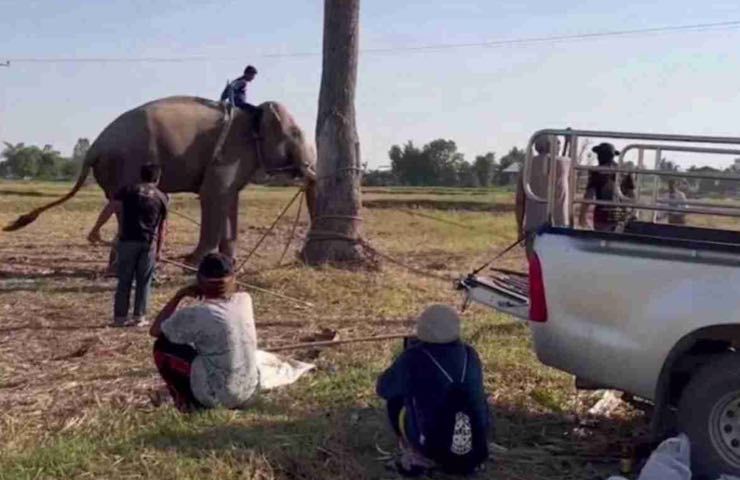 elefante picchiato Thailandia