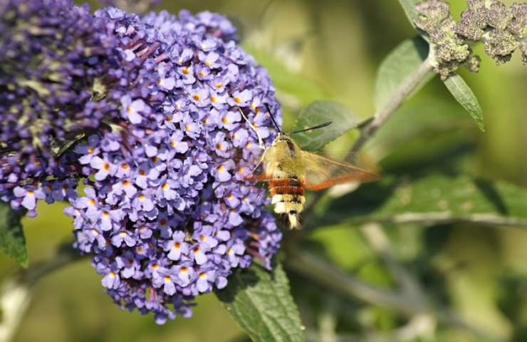 vuoi attirare farfalle tuo giardinocoltiva bubuddleia non te ne pentirai