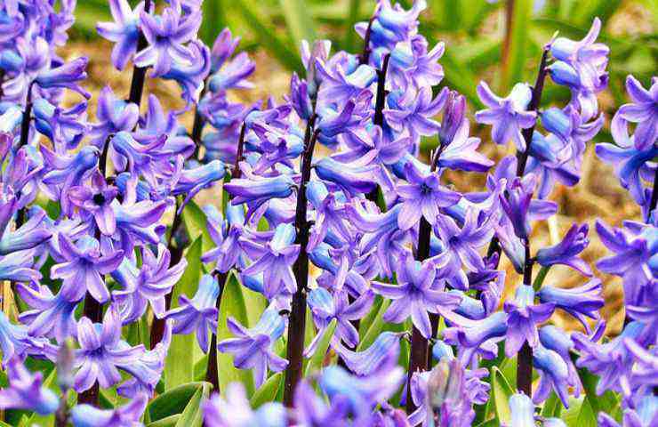 giacinto fiori viola 