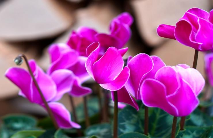 ciclamini bellissimi e sempre fioriti: scopri come fare
