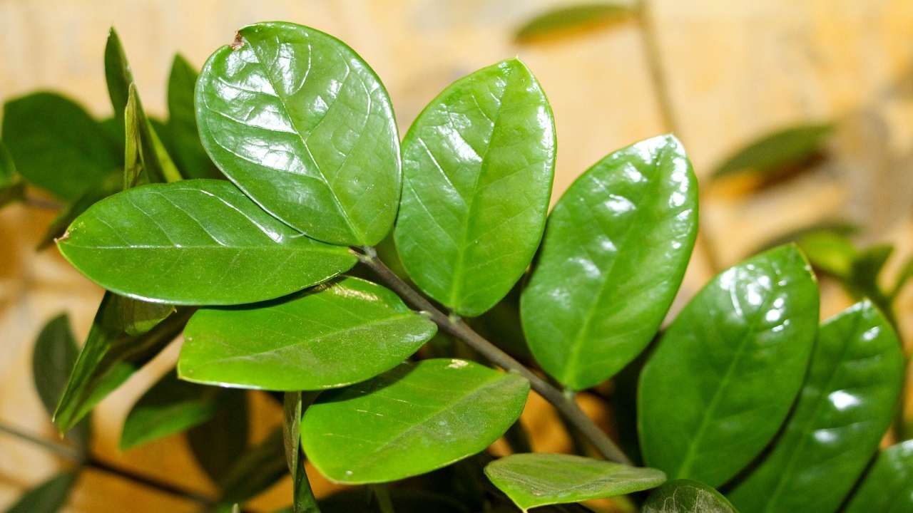 zamioculcas: se le foglie non sono più lucenti utilizza questi trucchi