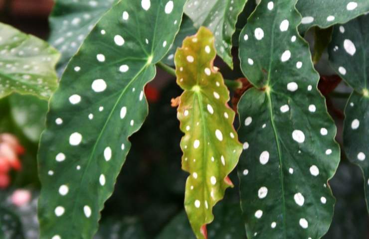 begonia maculata occhi non sbaglaire questo potrebbe morire