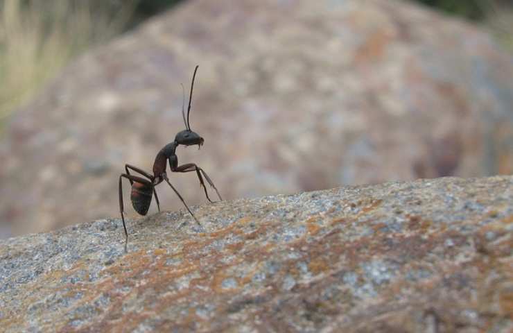 formiche incubo casa qualche trucco poterle tenere alla larga