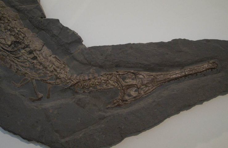 scoperta fossile nuova specie