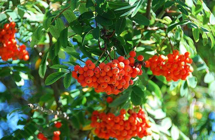 sorbo sconosciuto a molti suoi frutti non perdere