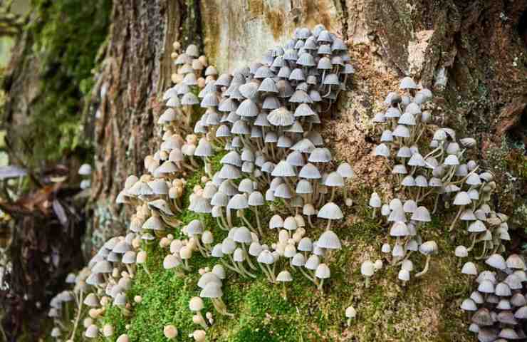 funghi giardino dovresti lasciarli non immmagino benefici