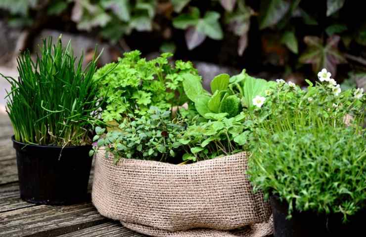 piante aromatiche hanno bisogno spazio puoi crearlo casa