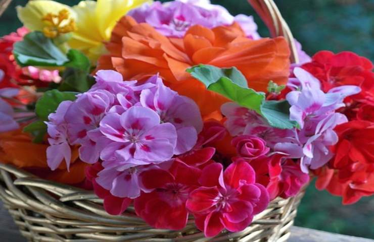 geranio letargo non dimenticarti segreto avere più fiori primavera