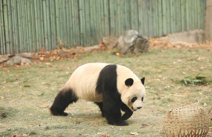 panda cammino animale 