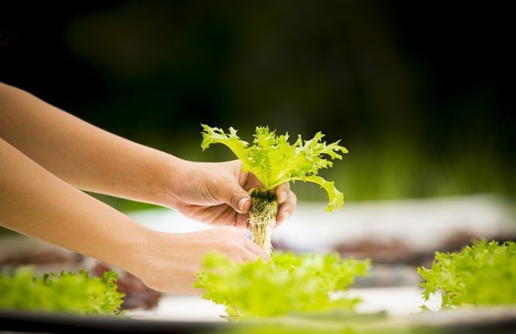 coltivazione idroponica avrai sempre verdura fresca disposizione