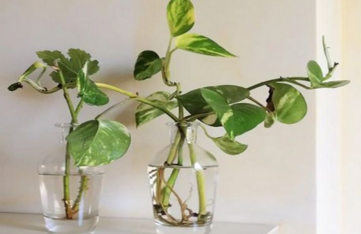 foglie pianta vaso