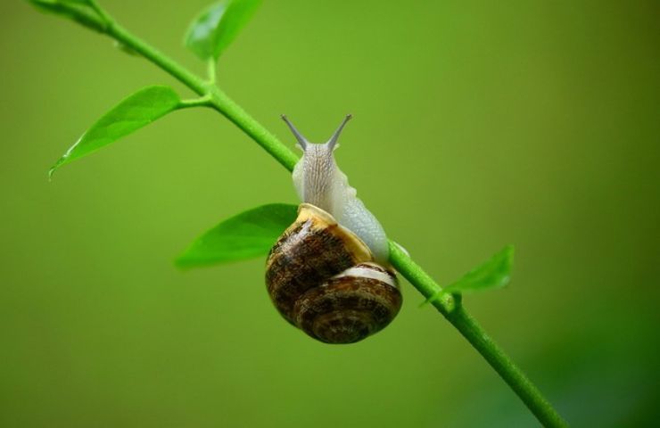 lumache pericolo silenzioso non conosci tieni lontano cani