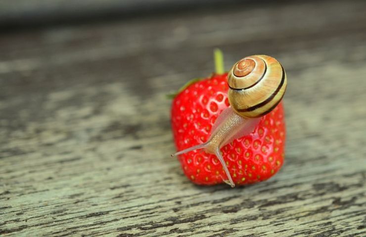 lumache pericolo silenzioso non conosci tieni lontano cani