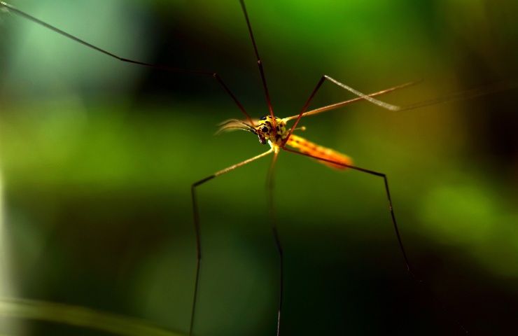 Zanzare malaria mosquito