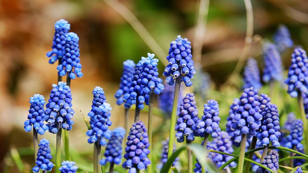 Muscari fiori blu