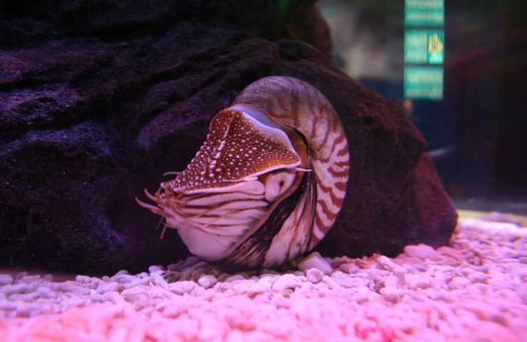 Nautilus scoperta animale