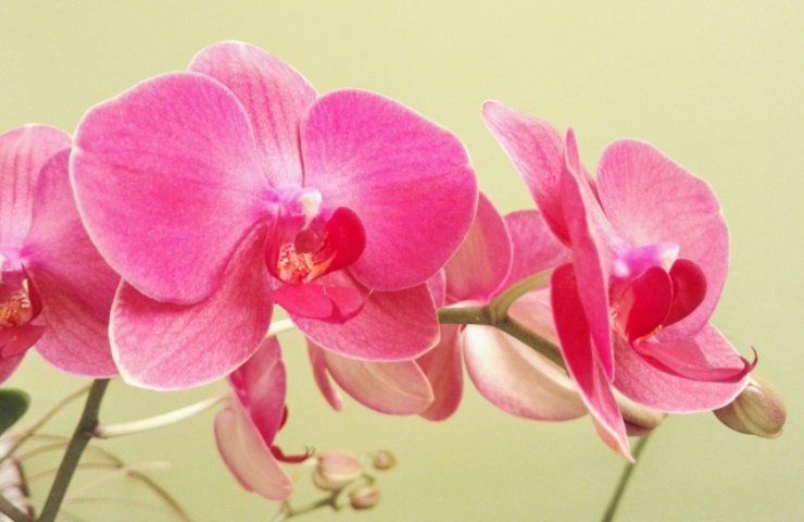Orchidea come capire se soffre