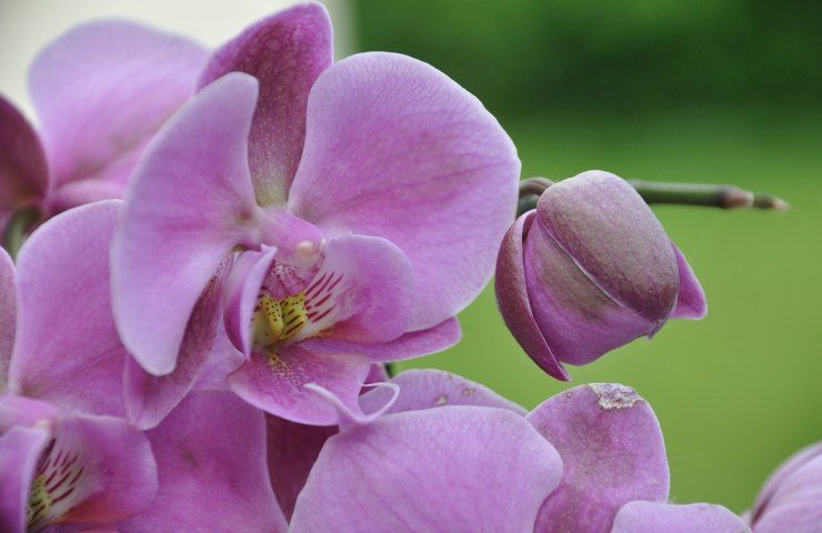 Orchidea lilla fiore 