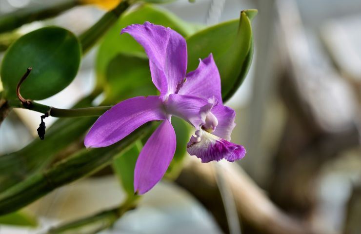 Orchidea muffa come rimediare 