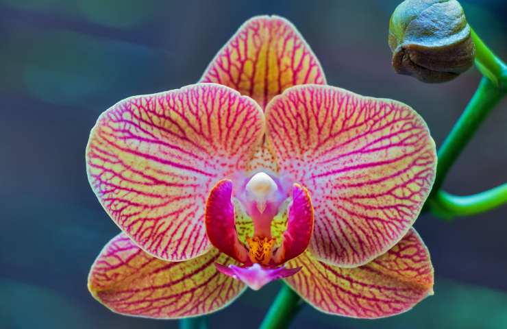 Orchidea cure per la coltivazione 