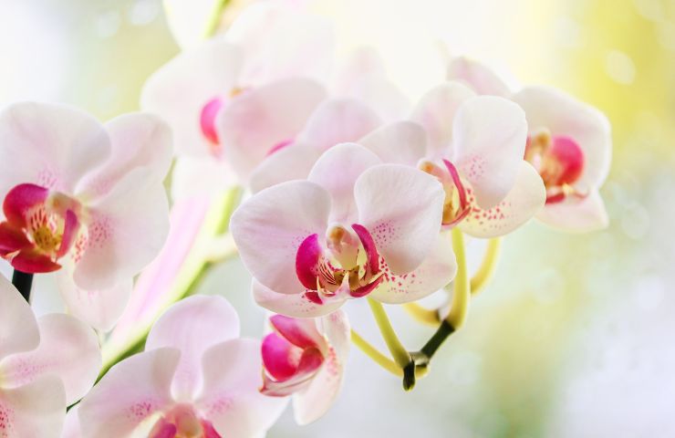 Orchidea rimedi muffa
