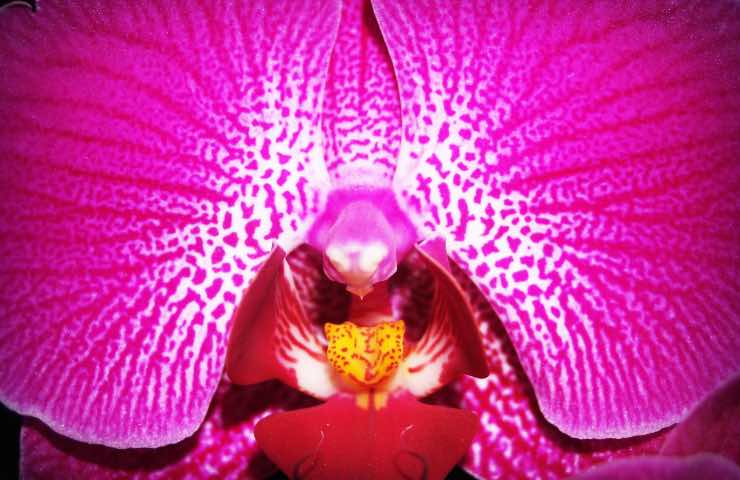 orchidee cura 