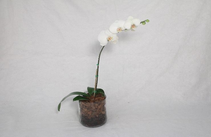 orchidea vasi scelta