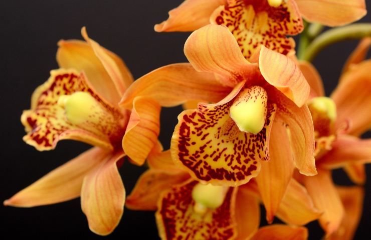 Orchidee cura fiori