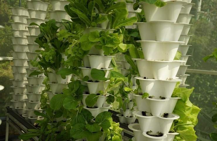 coltivazione idroponica avrai sempre verdura fresca disposizione