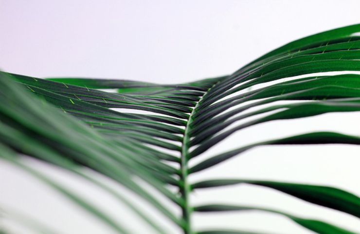 pianta tropicale palma